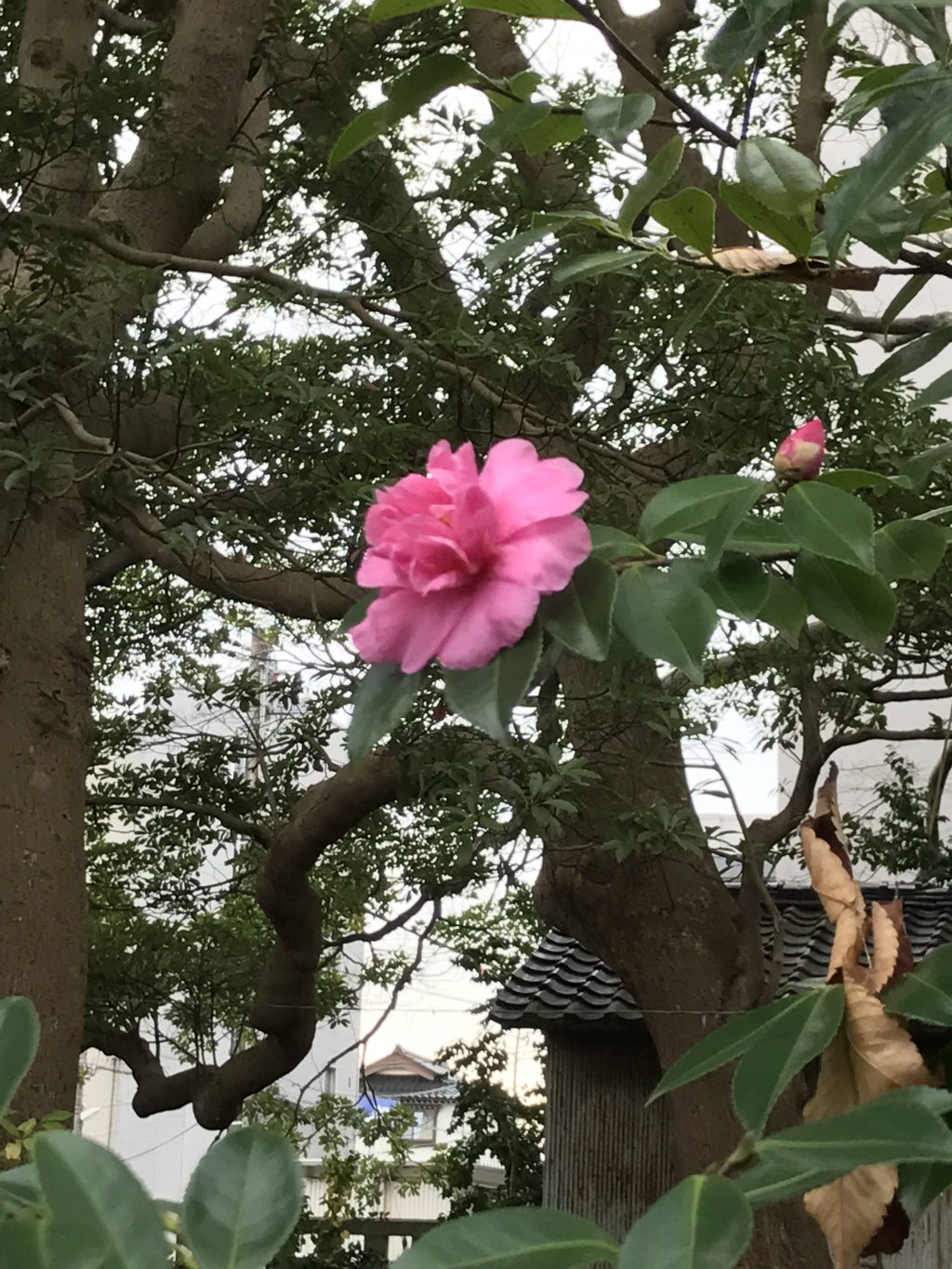 紅一点