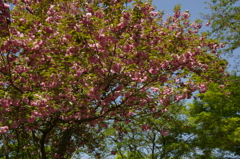 桜餅桜