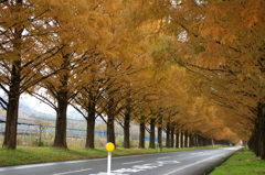 藤黄の道