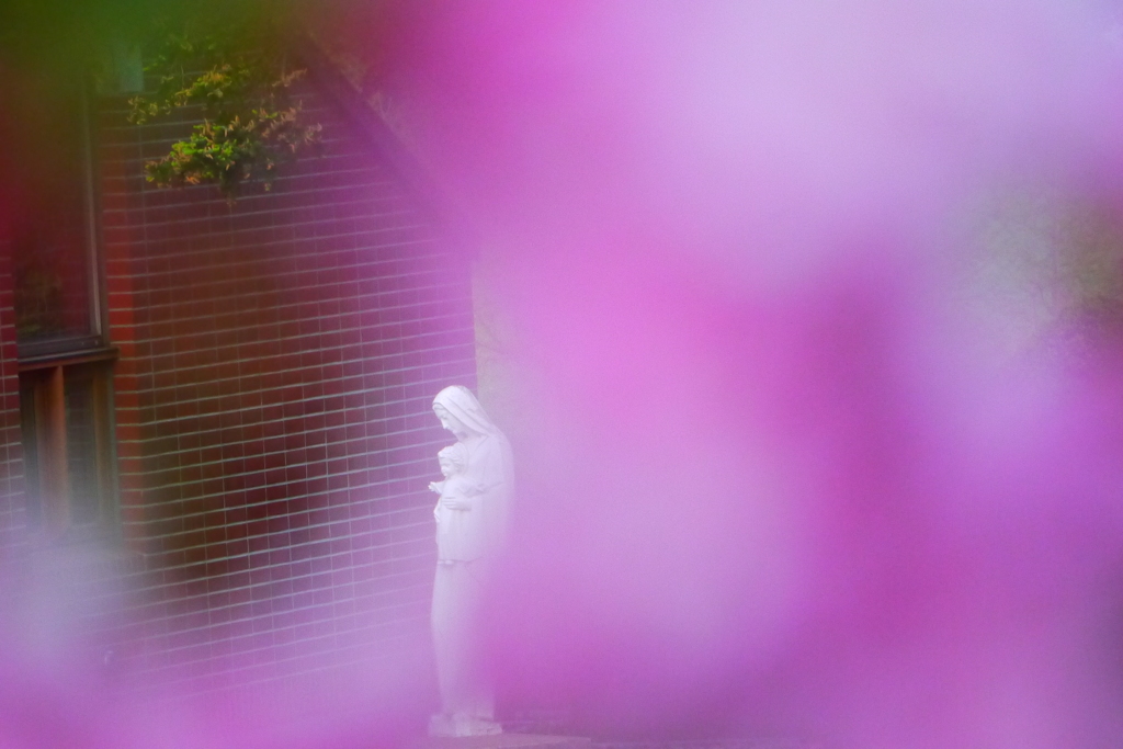 2014.05.20 函館巡禮・桜咲く頃(7)