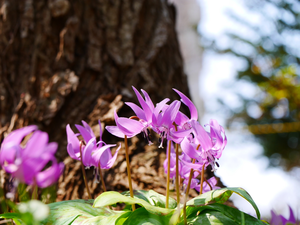 2014.04.26 いっせいにspring(9)
