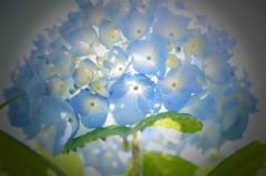 紫陽花３