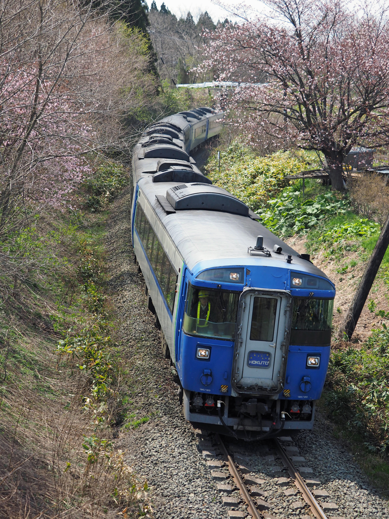 2015.04.26 キハ１８３系、桜の間を駆ける