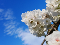 2014.05.10 水源地の桜(3)