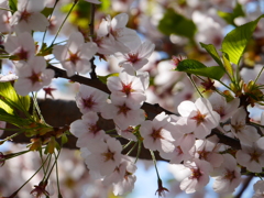 2014.05.10 身近な桜(6)