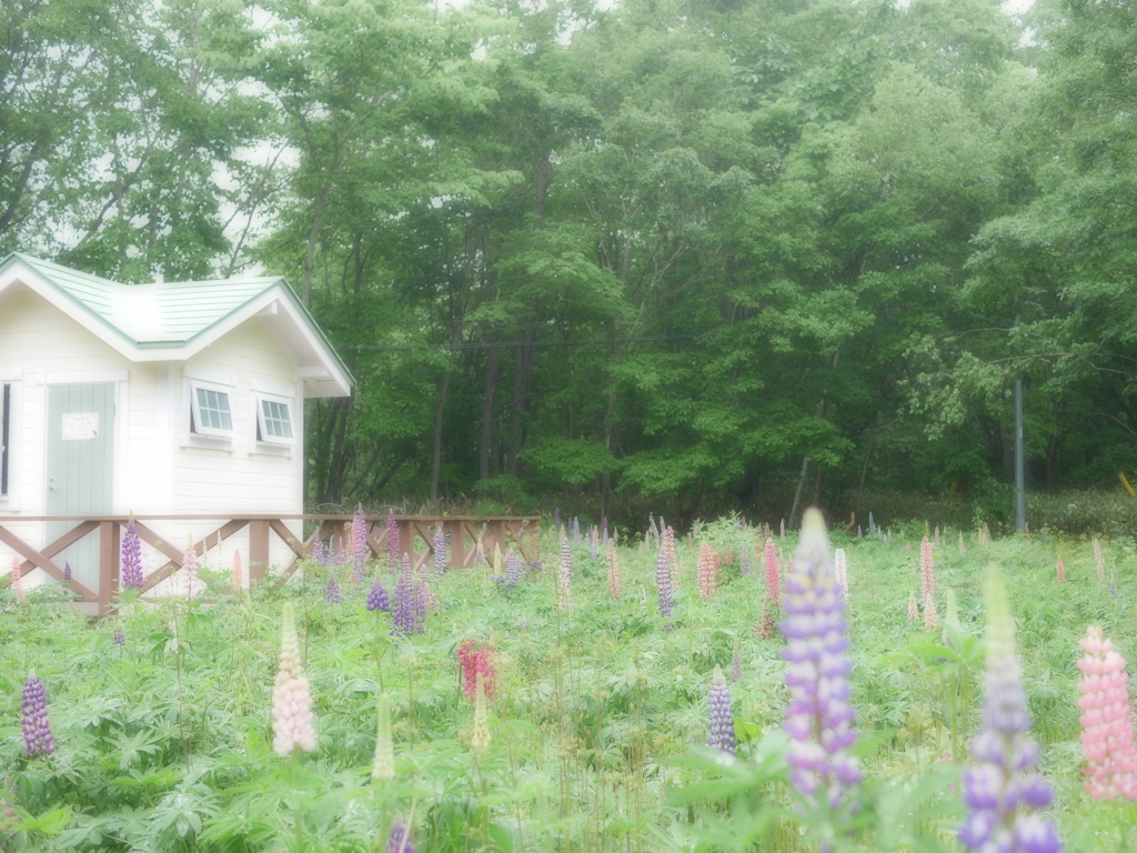 2014.06.17 湖畔の花々(5)