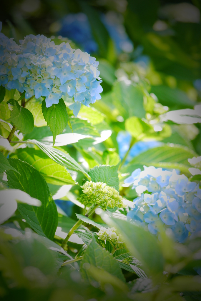 紫陽花１０