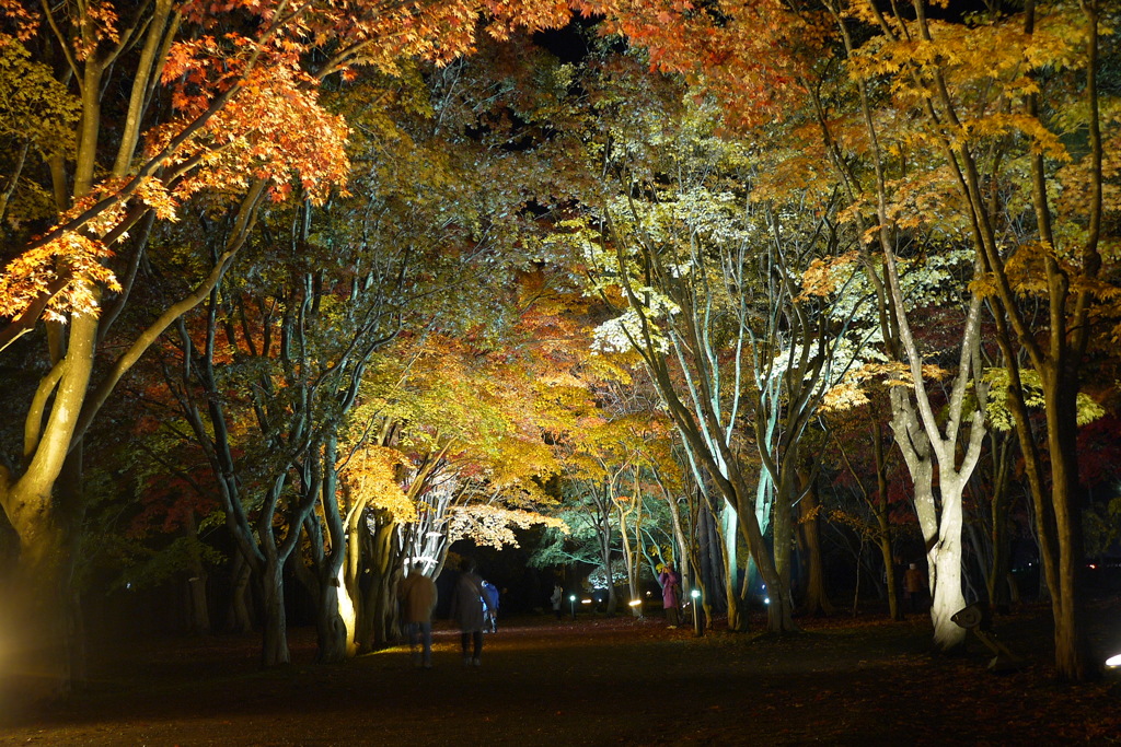 2013.11.4 道南の紅葉(11)