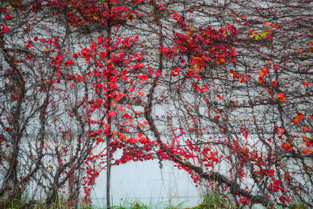 2013.11.9 道南の紅葉(28)