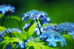 紫陽花４（エゾアジサイ）