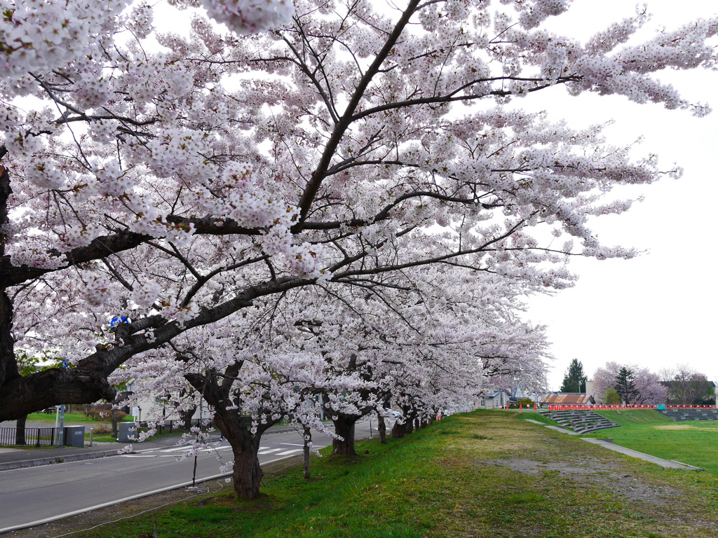2014.05.04 桜回廊(6)