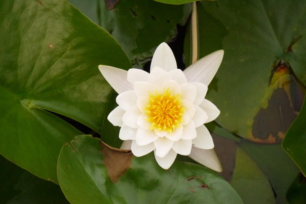 五稜郭公園の睡蓮２
