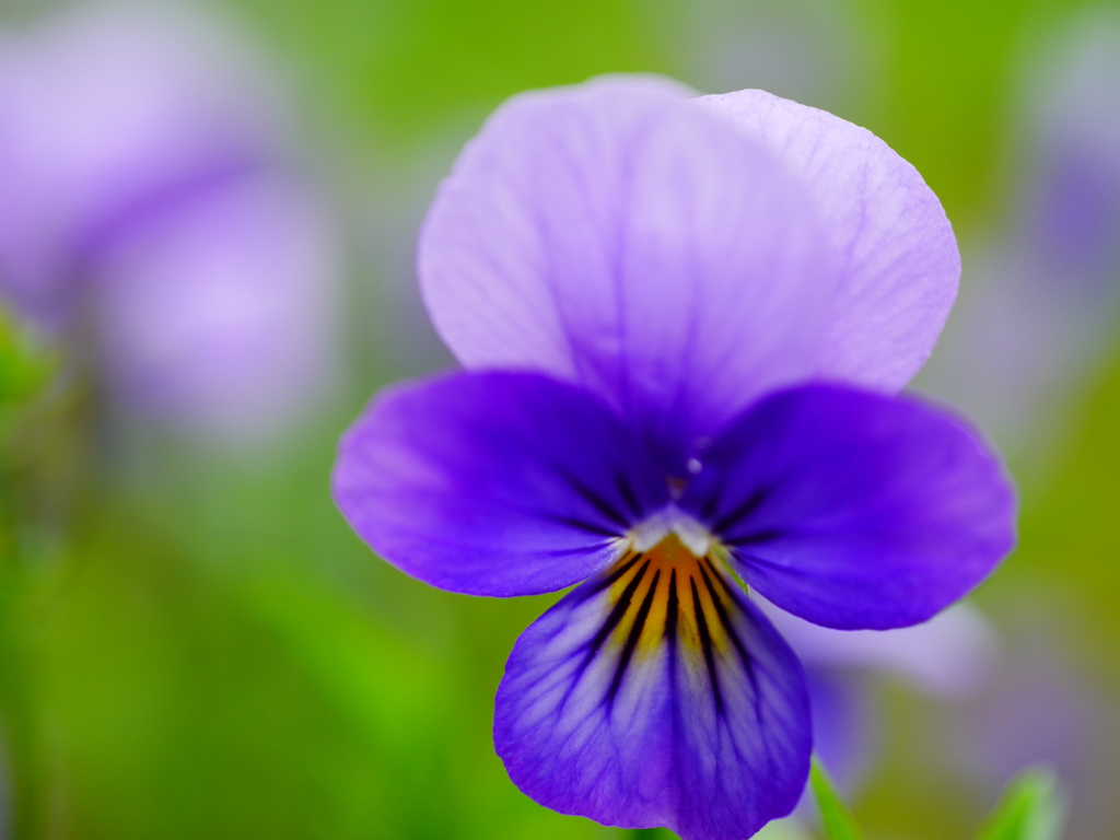 2014.06.17 湖畔の花々(7)