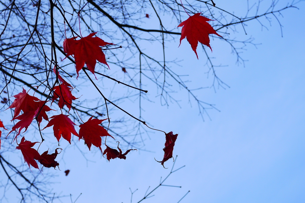 2013.11.9 道南の紅葉(25)