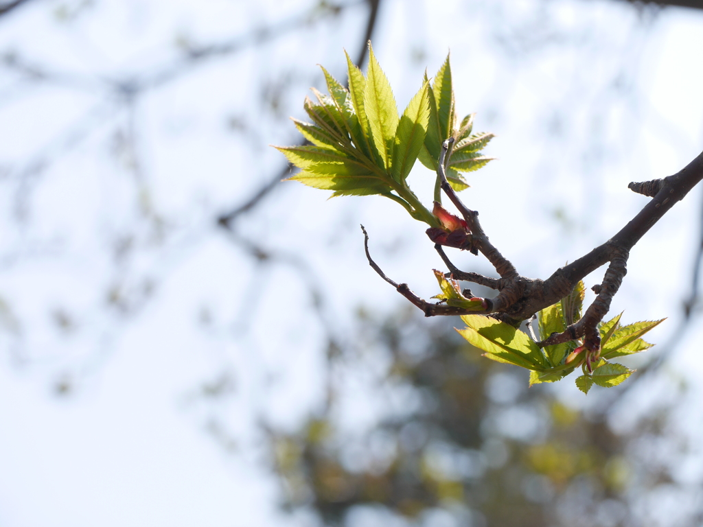 2014.04.26 いっせいにspring(5)