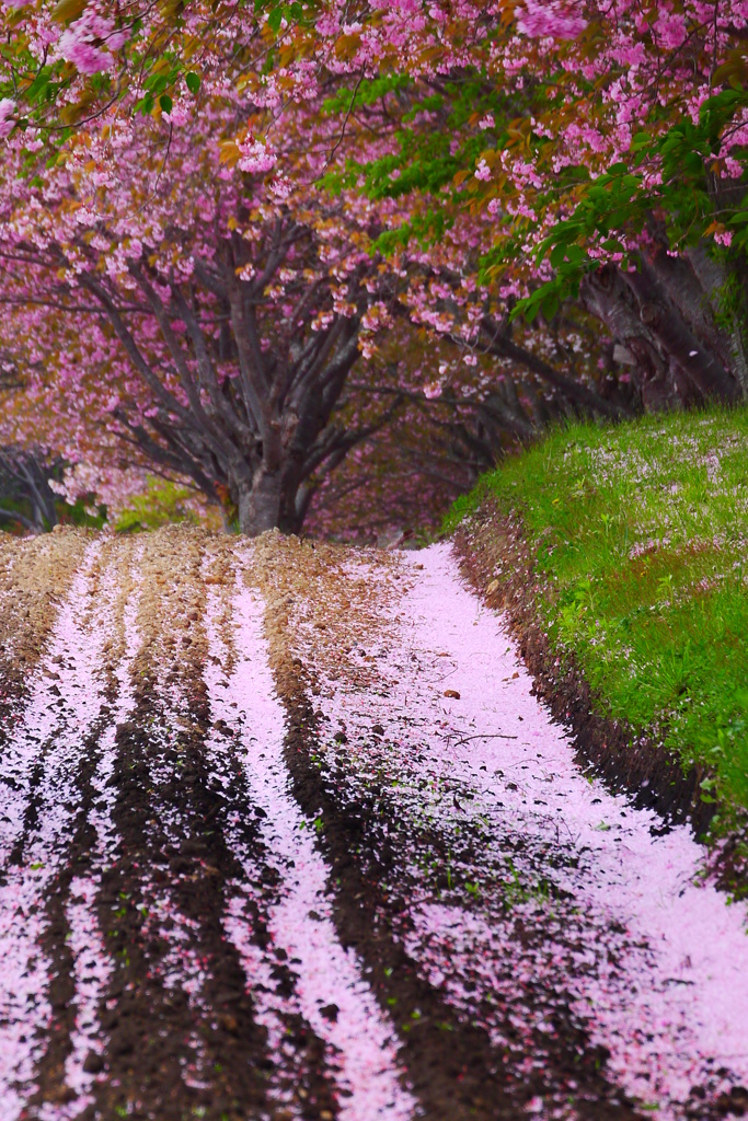 2014.05.24 道南里山SAKURA(9)