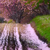 2014.05.24 道南里山SAKURA(9)
