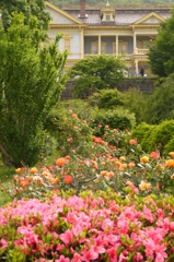 薔薇４