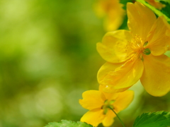 2014.05.25 Japanese rose