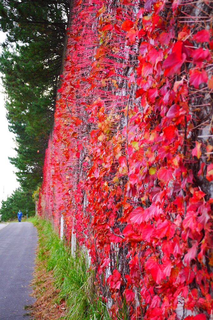 2013.11.9 道南の紅葉(26)