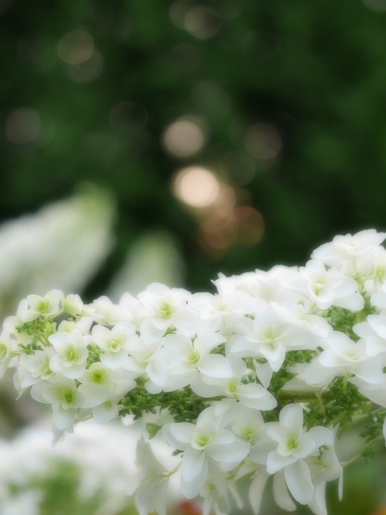 2014.07.15 AZISAI(9)