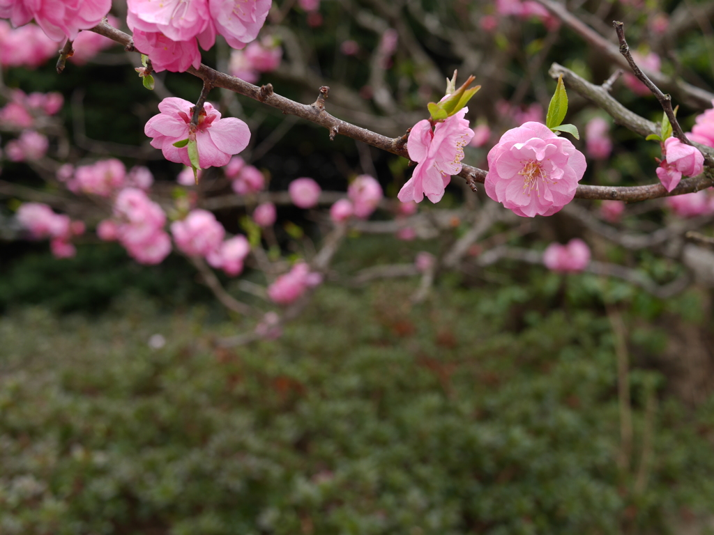 2014.05.02 道南開花(7)