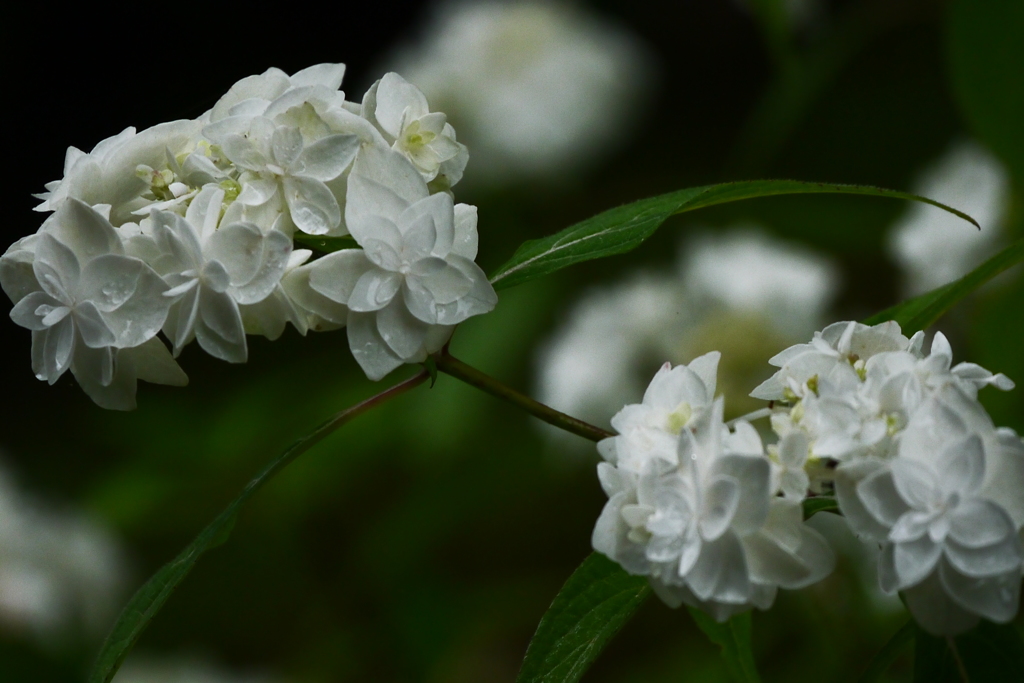 雨あがりの紫陽花（３）