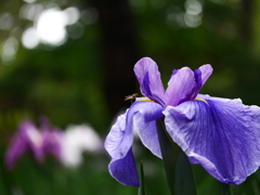 2014.07.11 道南初夏の花々(7)