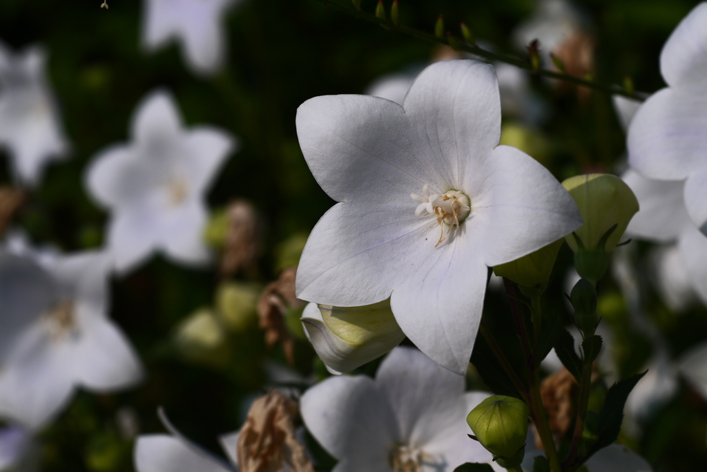 2014.07.29 道南・夏の花(3)