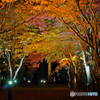 2015.10.29 　はこだてMOMI-G（もみじ）フェスタ(1)