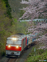 2016.04.28 2051ﾚ・桜トンネルを駆ける