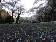 2014.05.10 水源地の桜(8)