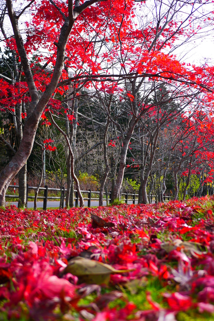 2013.11.9 道南の紅葉(18)