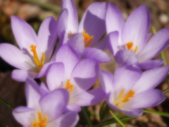 2014.04.13 いっせいにspring(1)