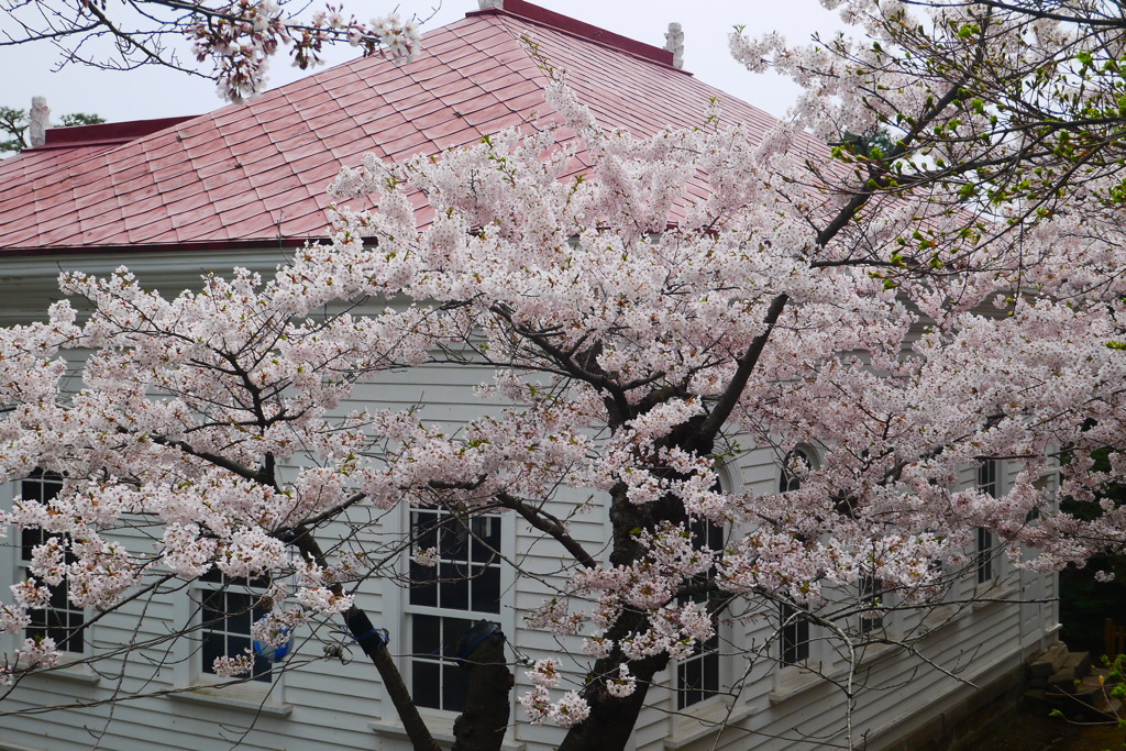 2014.05.03 明治１２年(1879年)創立の北海道初の公園(8)