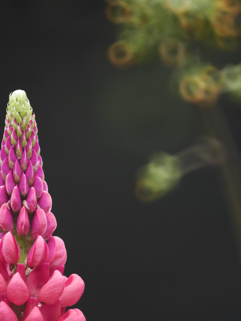 2014.06.17 湖畔の花々(3)