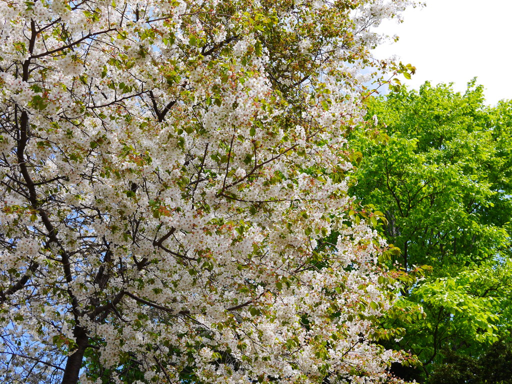 2014.05.10 身近な桜(2)