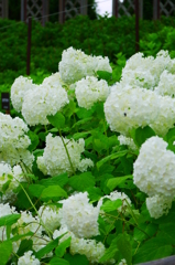 雨あがりの紫陽花（９）