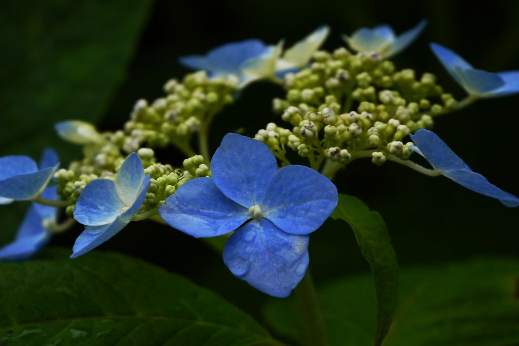 雨あがりの紫陽花（７）