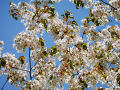 2014.05.10 身近な桜(3)