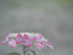 2014.07.11 AZISAI(4)