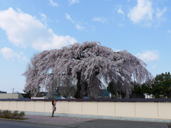2014.05.04 桜回廊(4)