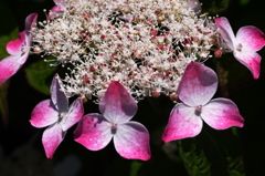紫陽花５（ベニガクアジサイ）