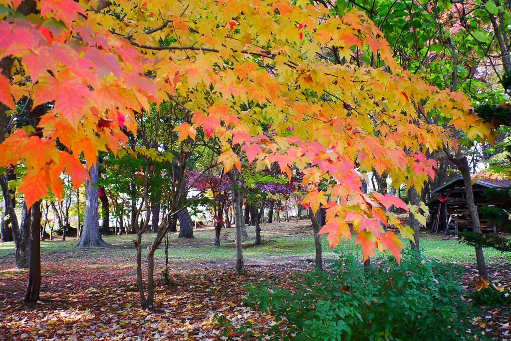 2013.11.4 道南の紅葉(4)
