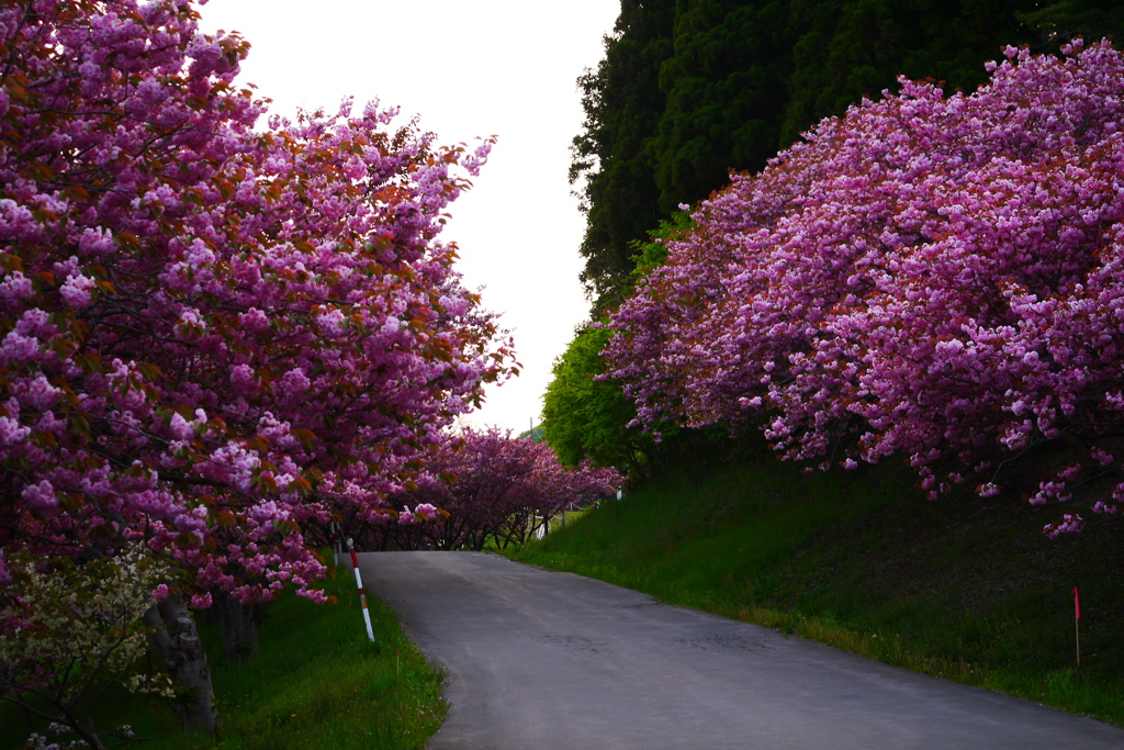2014.05.20 函館巡禮・桜咲く頃(4)