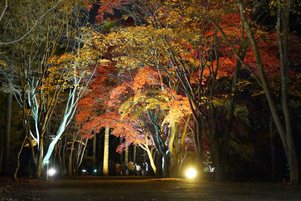 2013.11.9 道南の紅葉(31)