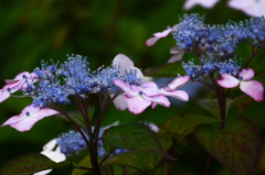 雨あがりの紫陽花（２）