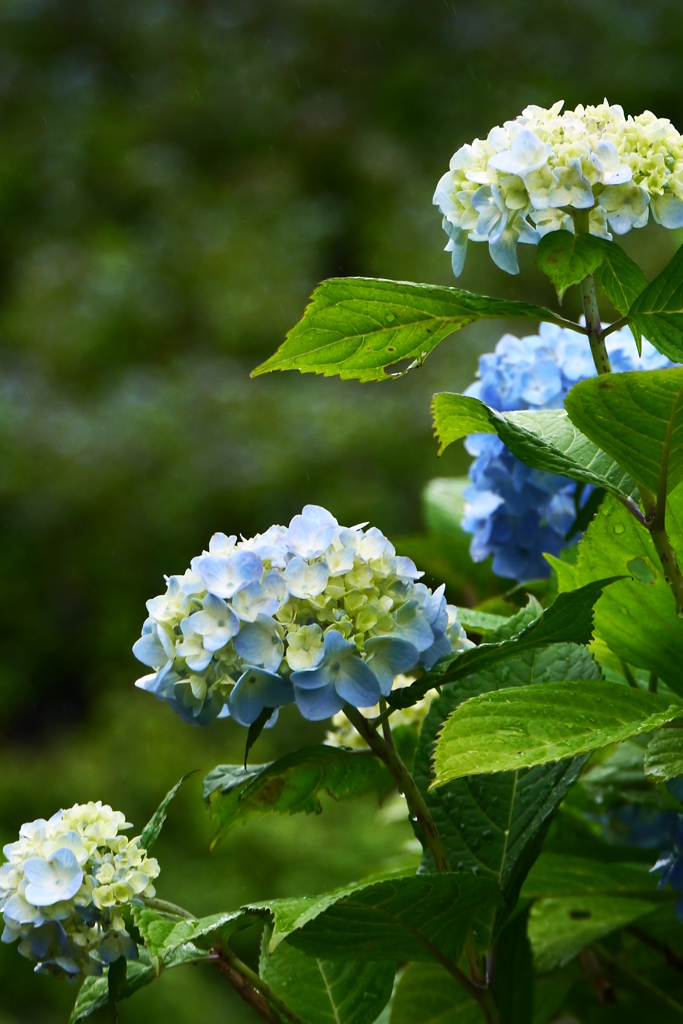 雨あがりの紫陽花（１）