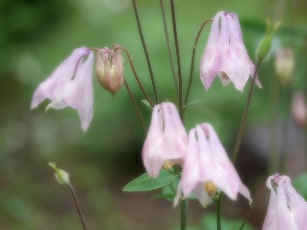 2014.06.14 市街地公園の花々(4)