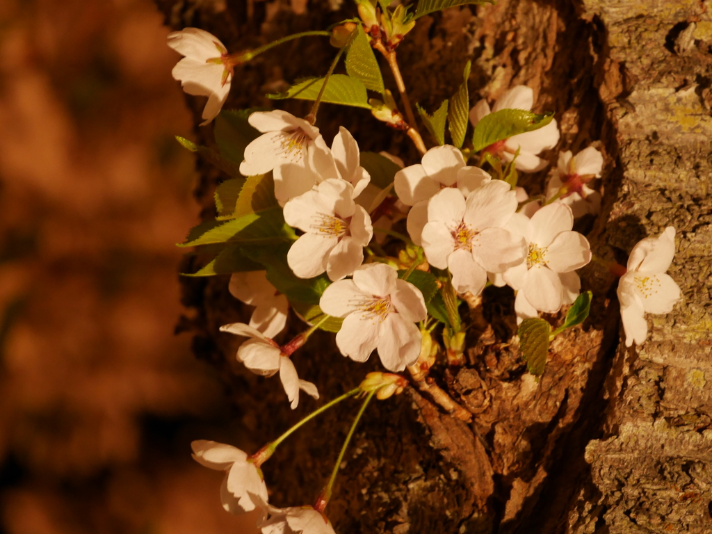 2014.05.09 桜ざんまい(5)